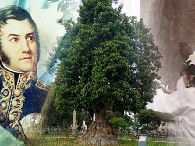 Árbol que plantó Don José de San Martín recibe tratamiento para salvarlo