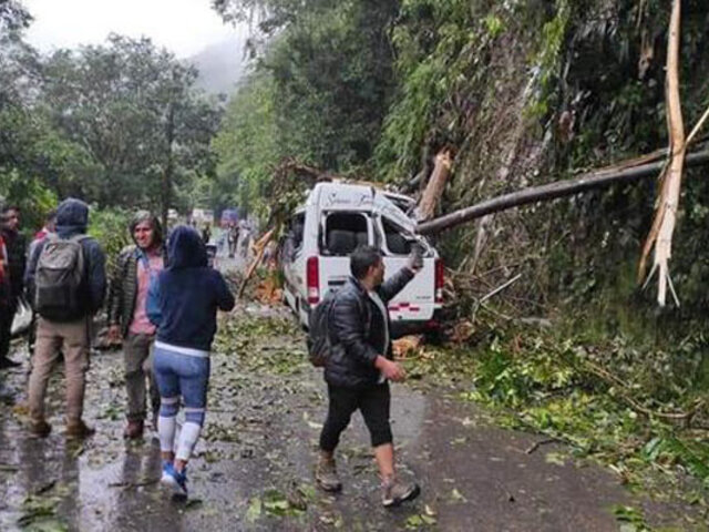 Tragedia en Huánuco: pesado árbol  cae sobre combi y mata a pasajero
