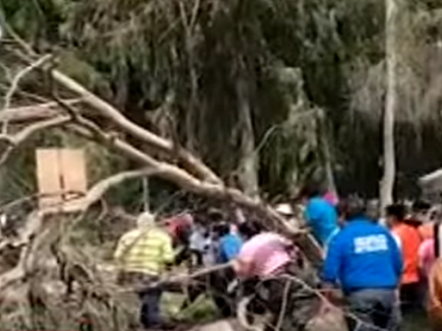Ate: comerciante se salva de morir tras caída de árbol en plena vía pública