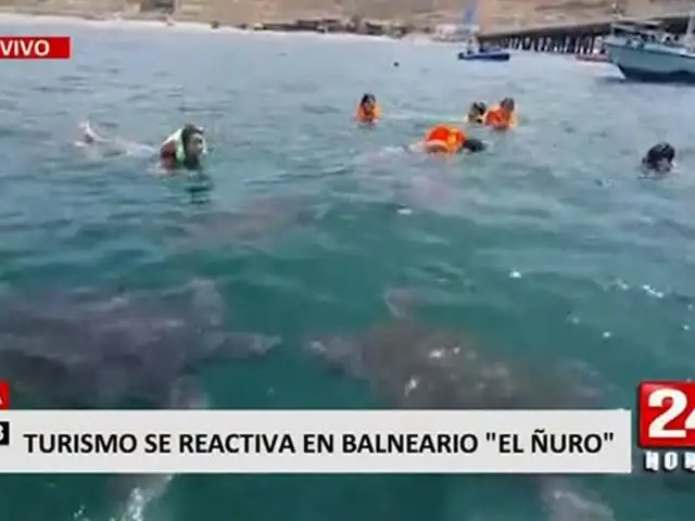 Piura: Turismo se reactiva en balneario "El Ñuro", una hermosa playa para nadar con tortugas