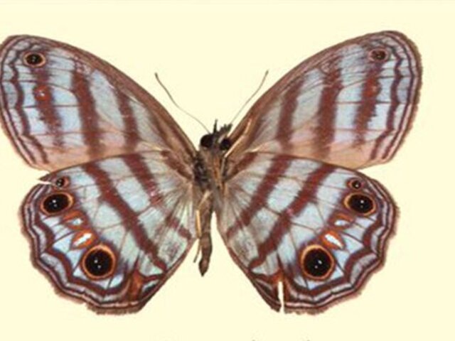 Cusco: Biólogos descubren nueva especie de mariposa en el valle Cosñipata