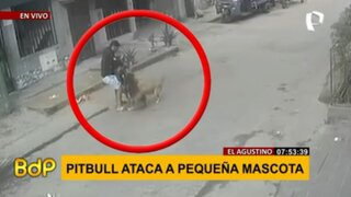 Perro pitbull ataca a una mascota pequeña: vecinos denuncian que no es la primera vez