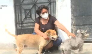 Comas: dos perros se enfrentan a delincuente y salvan a su dueña