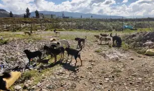 Conmoción en Huancayo: jauría de perros vagabundos ataca y mata a niño de 5 años