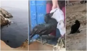 Petróleo en mar de Ventanilla: aves fueron afectadas tras derrame de crudo