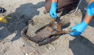 Derrame de petróleo en Ventanilla: aún no se puede calcular el daño causado para la fauna y flora marina