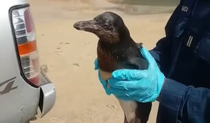 Derrame de petróleo en Ventanilla: animales marinos buscan escapar del petróleo hacia playas norteñas