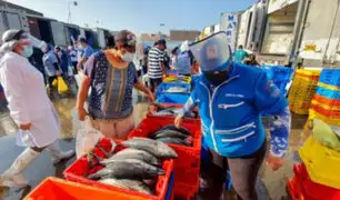 SANIPES certifica que peces son aptos para consumo humano tras derrame de petróleo en Ventanilla