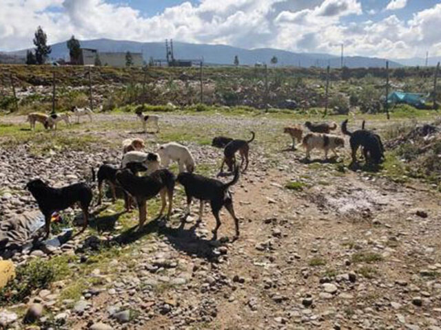 Conmoción en Huancayo: jauría de perros vagabundos ataca y mata a niño de 5 años