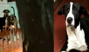 La Victoria: denuncian a vecino de maltratar a sus perros y encerrarlos en su departamento