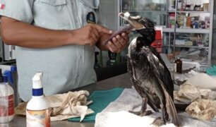 Derrame de petróleo: la mitad de aves rescatadas en parque de las leyendas han muerto