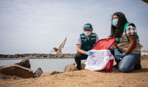 La Punta: tras recuperación, liberan aves afectadas por derrame de petróleo en Ventanilla