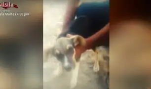 Chancay: perros intoxicados por petróleo tras derrame de crudo de La Pampilla