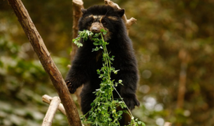 Parque de las Leyendas: conozca a los osos Maini, Ukuko, Ukumari, Connie y Estrella