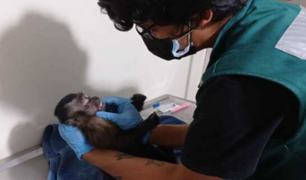 Callao: Serfor rescata a mono que tenía atemorizado a los vecinos