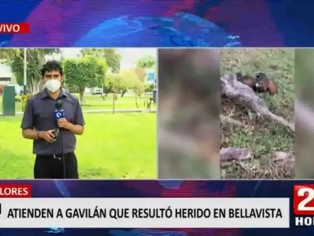 Bellavista: Gavilán herido recibe atención médica
