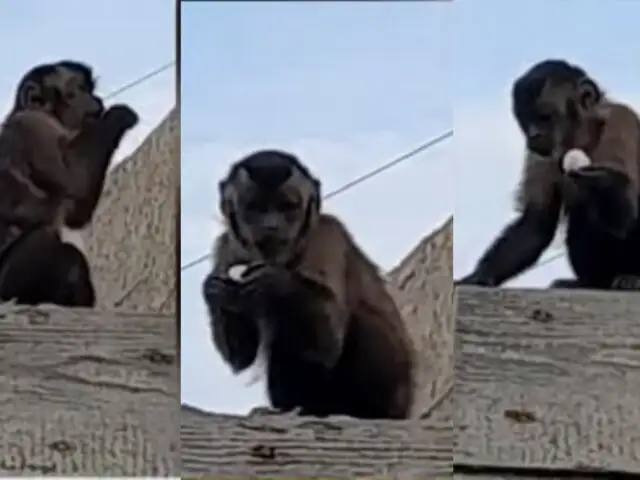 Callao: pequeño mono es una pesadilla para vecinos tras llevarse frutas y hasta celulares