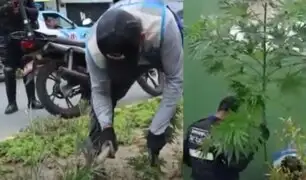 Sembríos ilegales: hallan plantas de marihuana en jardines públicos de San Luis
