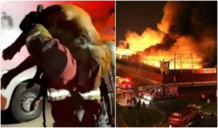 Incendio en SJL: perro rescatado por bomberos se debate entre la vida y la muerte
