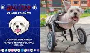 Fundación 'Rayito' cumple 5 años y busca donaciones para mascotas sin hogar
