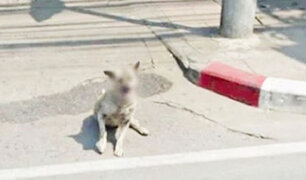Google Maps difumina caras de perritos para ‘proteger su identidad’