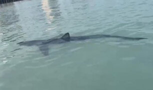 La Punta: piden a bañistas no ingresar a playa Cantolao por presencia de tiburón azul