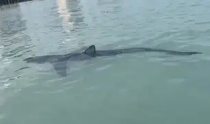 La Punta: piden a bañistas no ingresar a playa Cantolao por presencia de tiburón azul