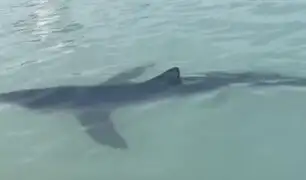 Callao: Tiburón azul que apareció en La Punta habría escapado de cazadores