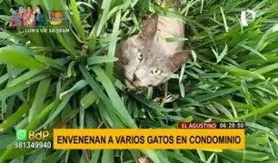 ¡Indignante! Envenenan a gatos en condominio de El Agustino