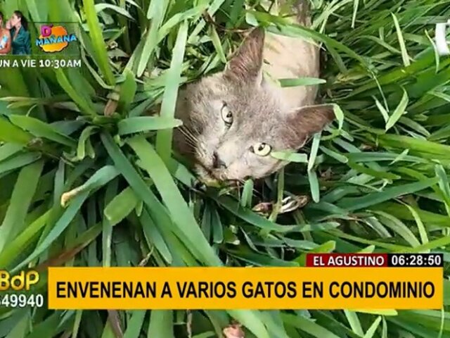 ¡Indignante! Envenenan a gatos en condominio de El Agustino