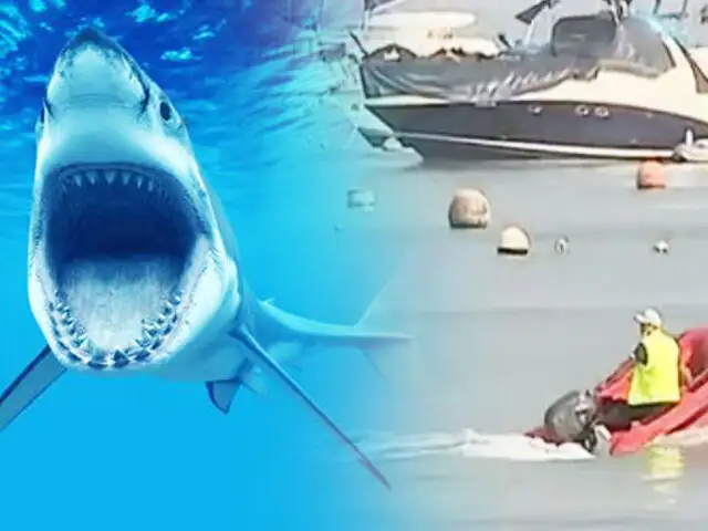 ¡Alerta Bañistas!: Tiburón desata terror en playa Cantolao