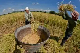 Dolor de bolsillo: Productores de arroz evalúan aumentar su precio por costo de fertilizantes