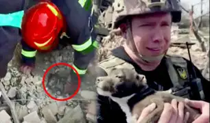 Invasión rusa: bomberos ucranianos rescatan a cachorro de los escombros