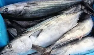 Callao: Aumenta la demanda de pescado por Semana Santa