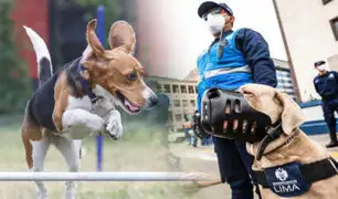MML: La brigada canina del serenazgo y sus 25 años resguardando las calles del cercado