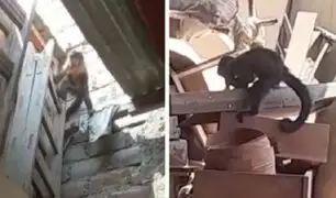 ¡Increíble! Mono perdido se pasea por los techos de viviendas en Jicamarca robando comida