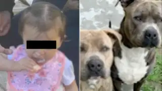 Madre asesina a puñaladas a su perro pitbull para salvar la vida de su hija