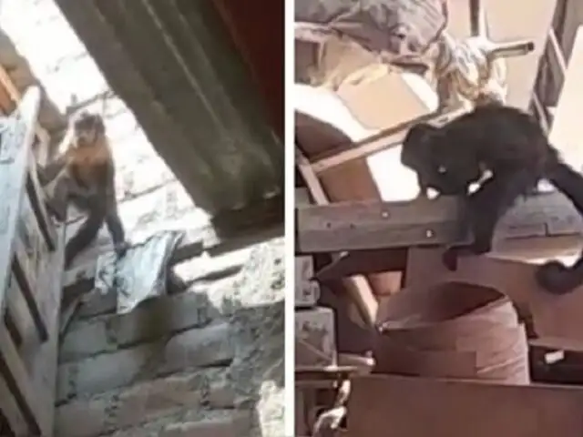 ¡Increíble! Mono perdido se pasea por los techos de viviendas en Jicamarca robando comida
