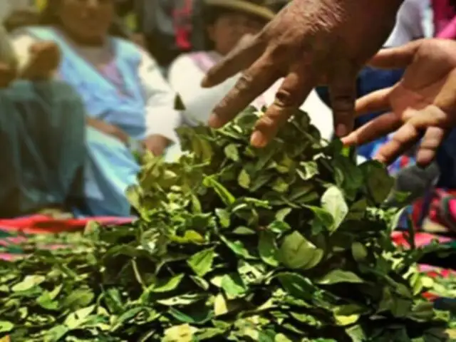 Cusco: Productores de hoja de coca en contra de reestructuración de Enaco