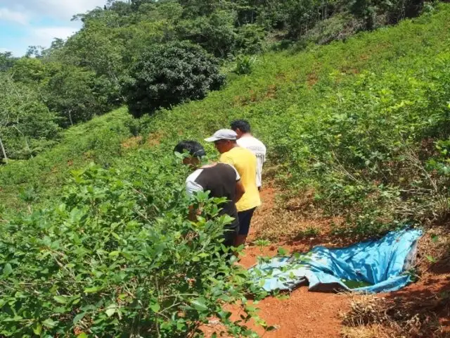¿Nueva política antidrogas del Gobierno beneficiaría a productores ilegales de hoja de coca?