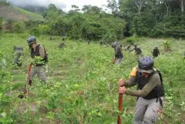 Proyecto Corah planea erradicar 18 mil hectáreas de hoja de coca ilegales hasta fin de año