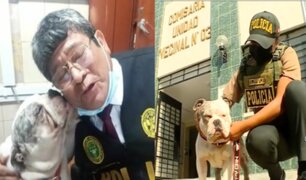 Bulldog Max que fue maltratado por su dueño irá a albergue del municipio de Lima