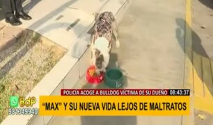 'Max' encontró nuevo hogar: perrito bulldog que sufrió maltratos ahora formará parte de la PNP