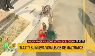 'Max' encontró nuevo hogar: perrito bulldog que sufrió maltratos ahora formará parte de la PNP