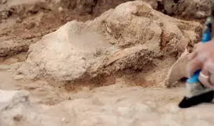 ¡Gran descubrimiento! hallan nuevo género fósil de 30 millones años de antigüedad