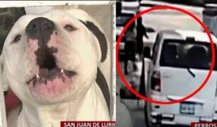 SJL: perros pitbull y Bull Terrier dejan grave a niño, médicos podrían amputarle el dedo