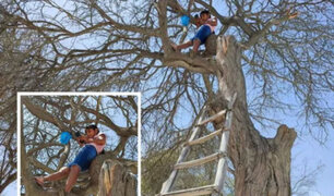 Piura: niña sube a un árbol para captar señal de internet y recibir clases virtuales
