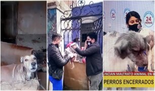 Maltrato animal en Barranco: hallan a 17 perros encerrados en casa y con desnutrición