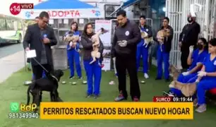 Buscan hogar: perritos fueron rescatados de vivienda en Barranco donde sufrieron maltrato