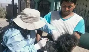 Arequipa: Minsa lanza campaña campaña de vacunación antirrábica canina